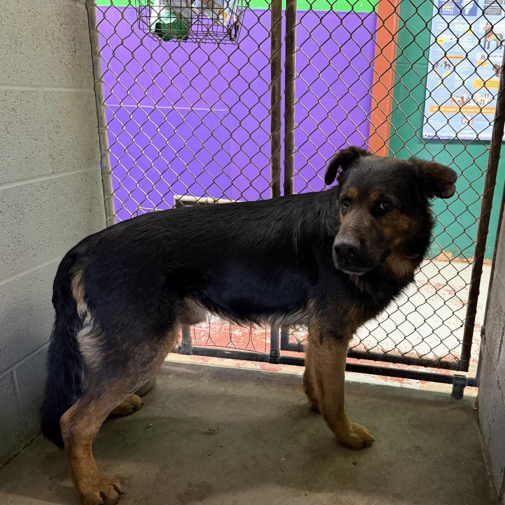 Enlarge Ezekiel, a Adoptable Mixed Breed in Pauls Valley, OK image 5/6