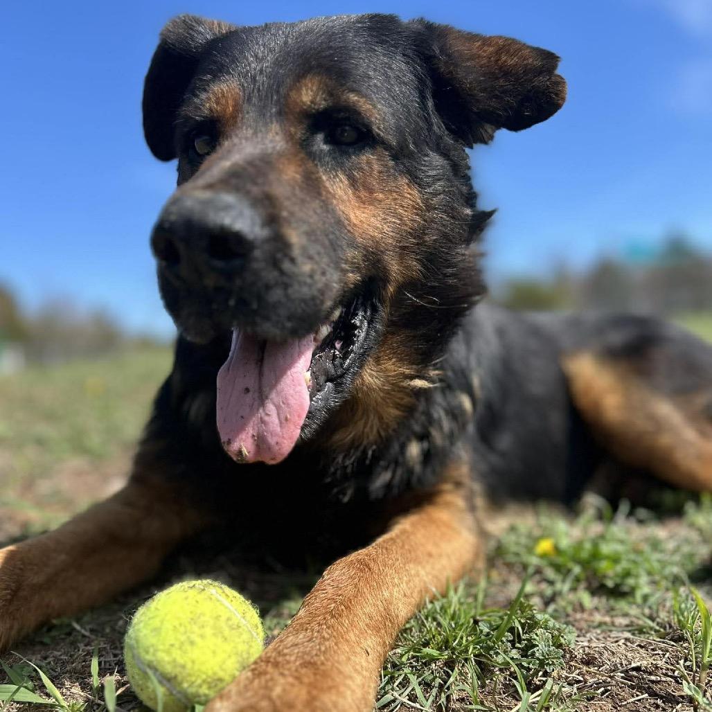 Enlarge Ezekiel, a Adoptable Mixed Breed in Pauls Valley, OK image 6/6