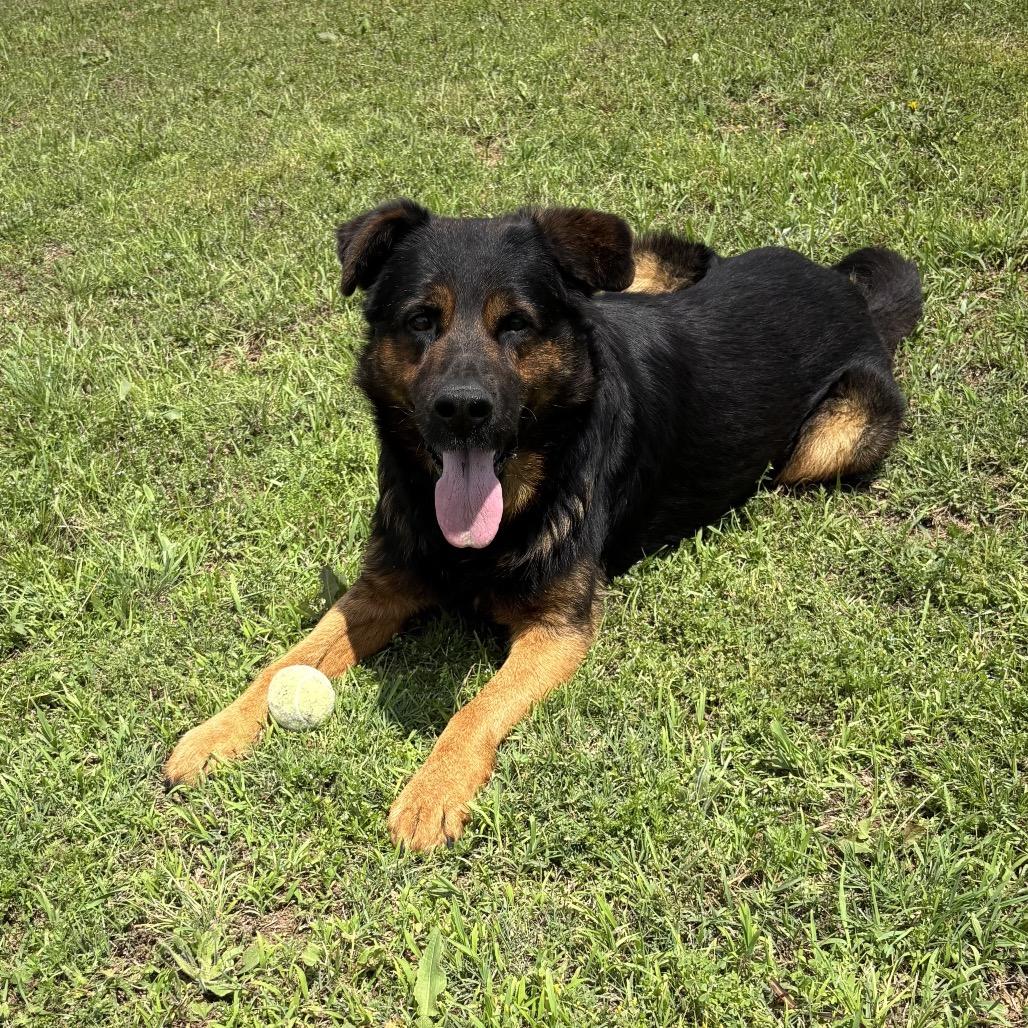 Enlarge Ezekiel, a Adoptable Mixed Breed in Pauls Valley, OK image 6/6