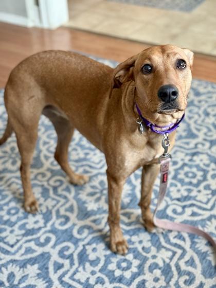 Enlarge Josie, a Adoptable mixed breed in Malvern, PA image 1/6