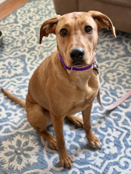 Enlarge Josie, a Adoptable mixed breed in Malvern, PA image 4/6