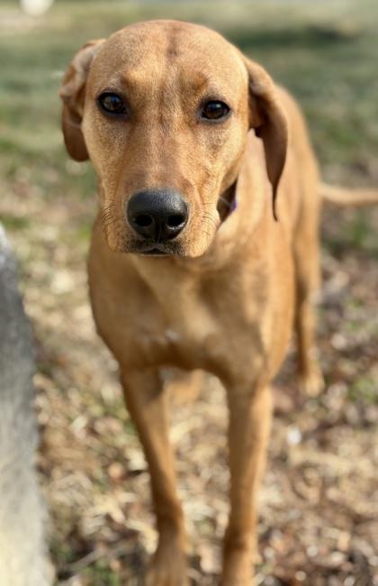 Enlarge Josie, a Adoptable mixed breed in Malvern, PA image 6/6