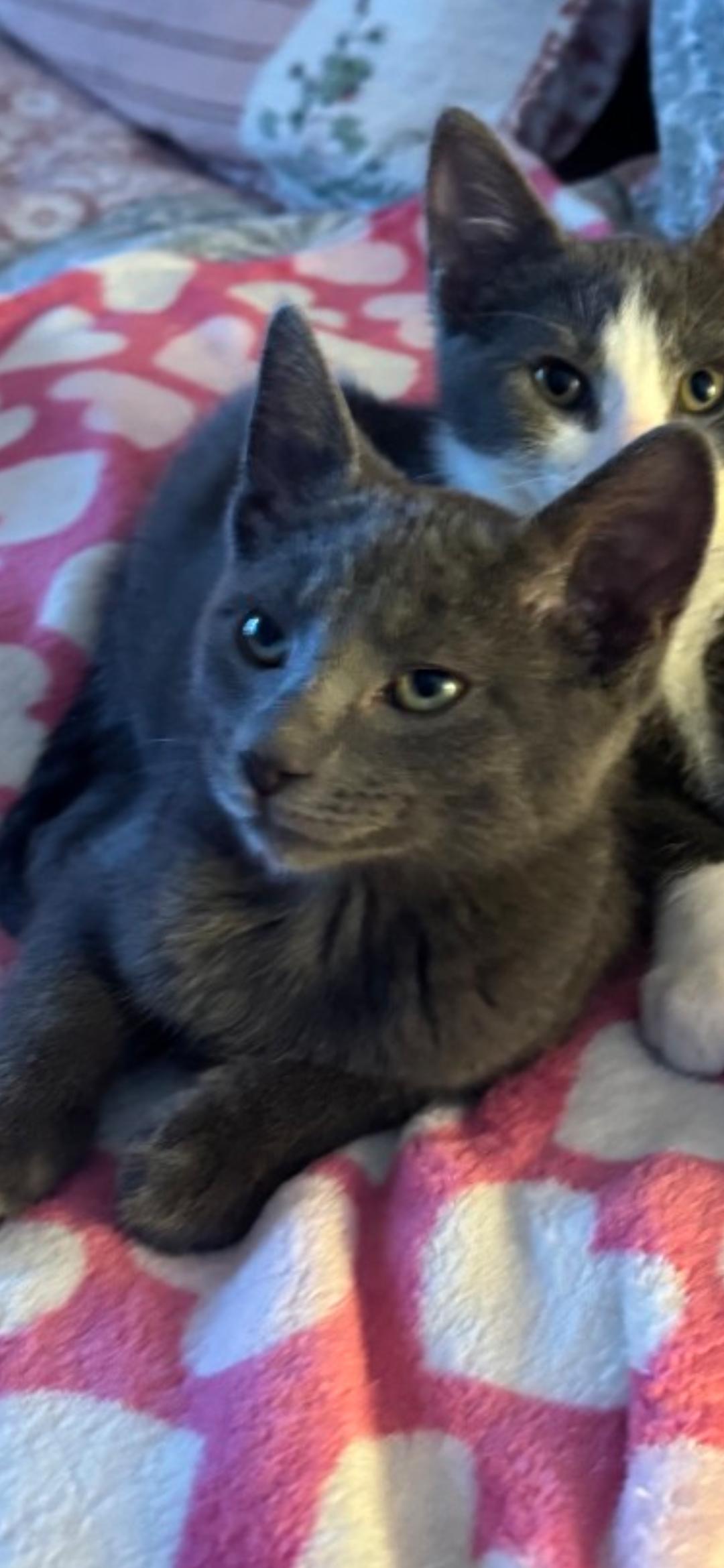 Sterling, an adopted Russian Blue in Medford, WI image 2/2