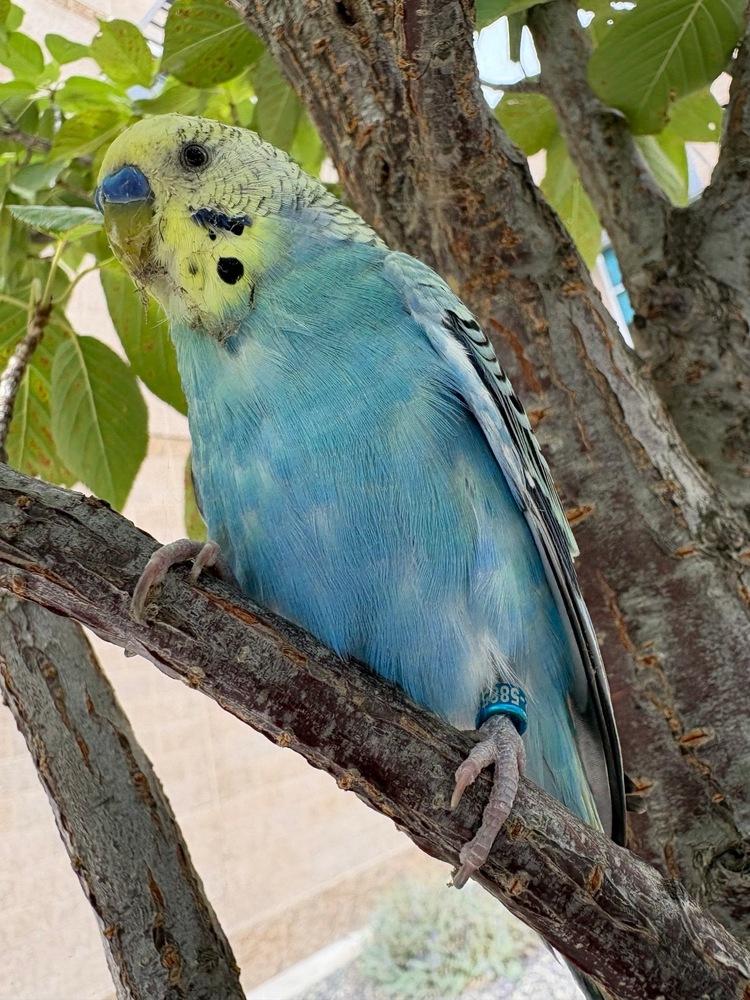 Enlarge Rufus, a Adoptable Budgie / Budgerigar in Pasco, WA image 1/3
