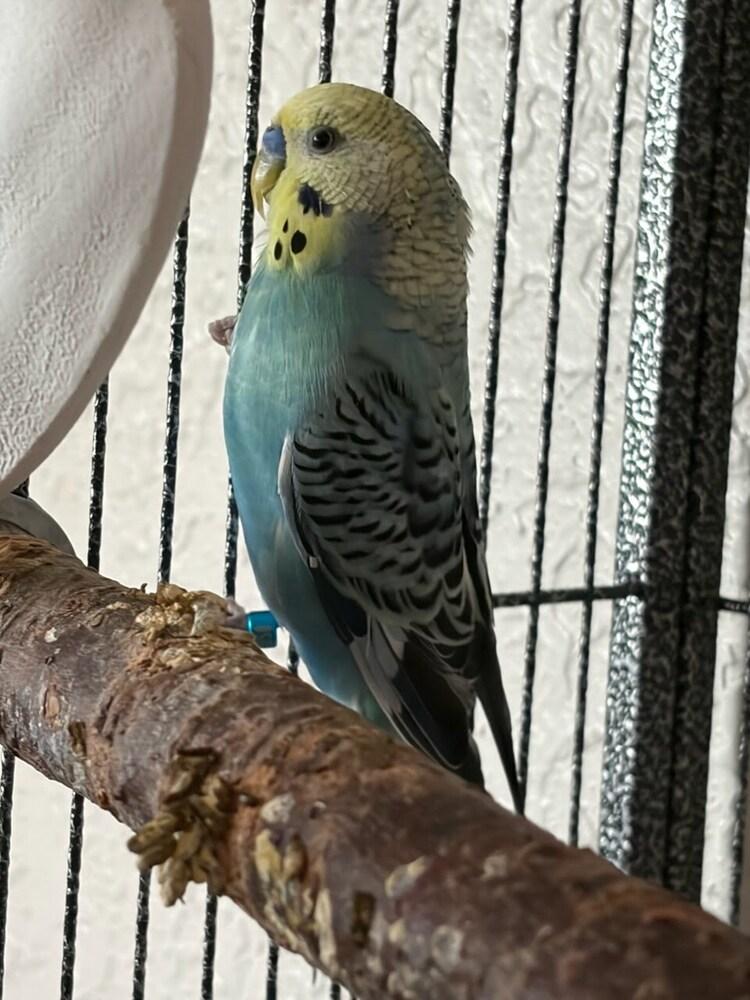 Enlarge Rufus, a Adoptable Budgie / Budgerigar in Pasco, WA image 2/3