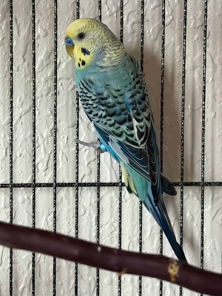 Enlarge Rufus, a Adoptable Budgie / Budgerigar in Pasco, WA image 3/3