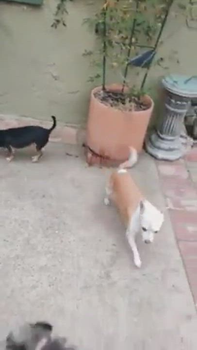 Enlarge Allie, a Adopted mixed breed in Riverside, CA video 6/11