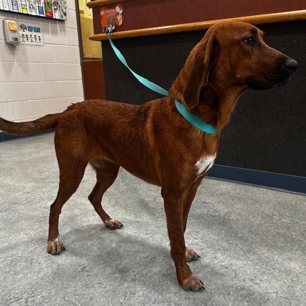 Belinda, a Adoptable mixed breed in Smithfield, NC image 1/5