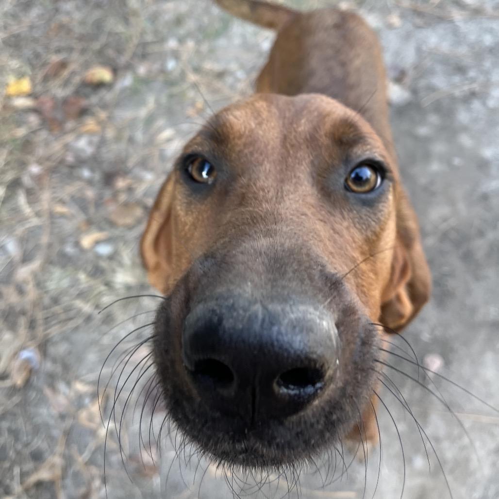 Belinda, a Adoptable mixed breed in Smithfield, NC image 2/5
