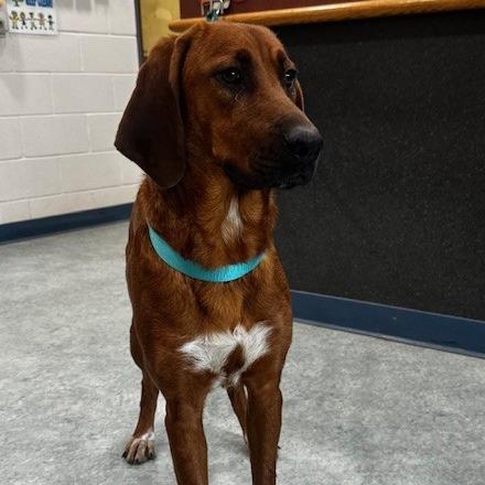 Belinda, a Adoptable mixed breed in Smithfield, NC image 5/5