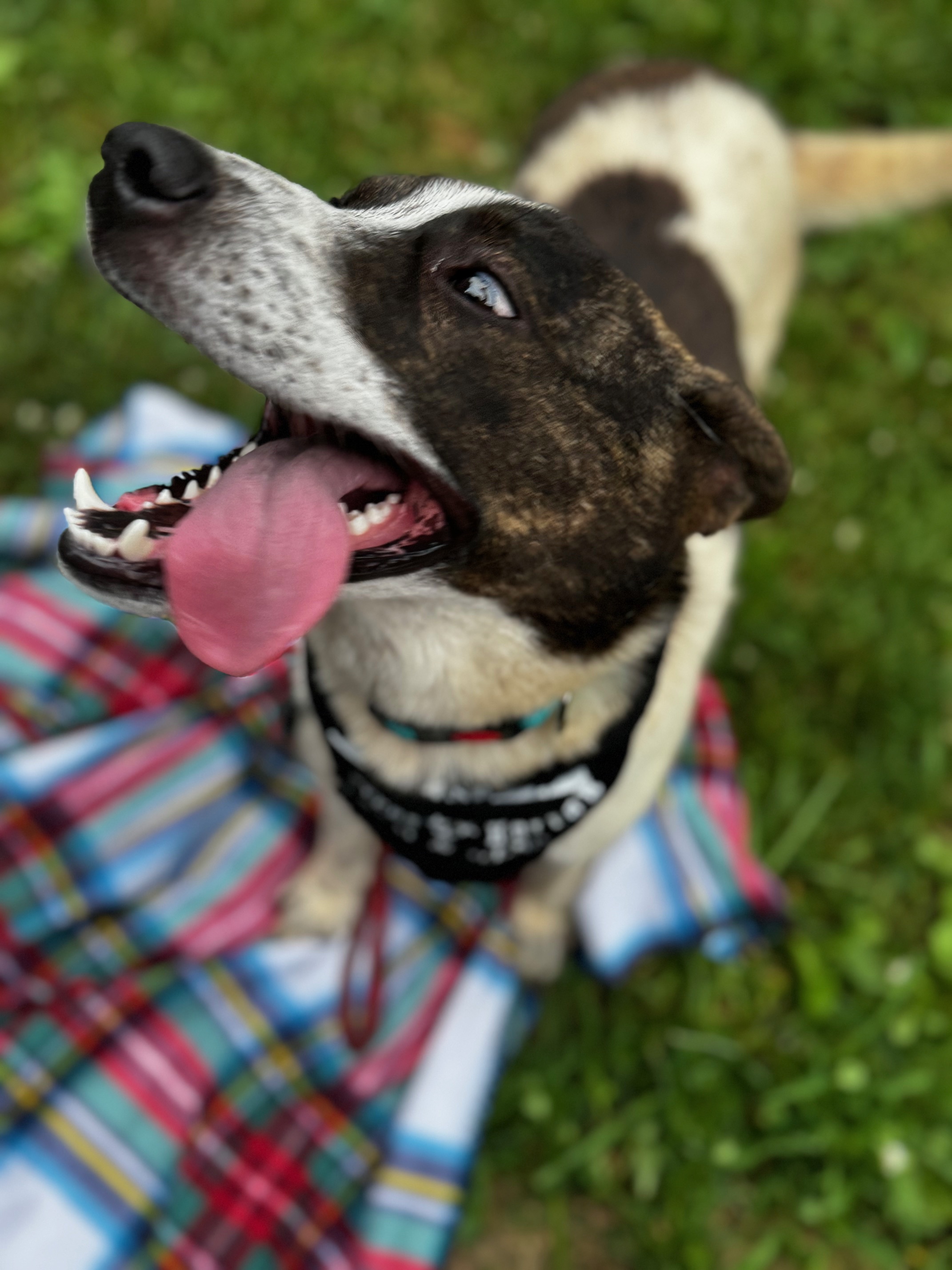 Quinn, a Adoptable mixed breed in Stewart, TN image 3/6