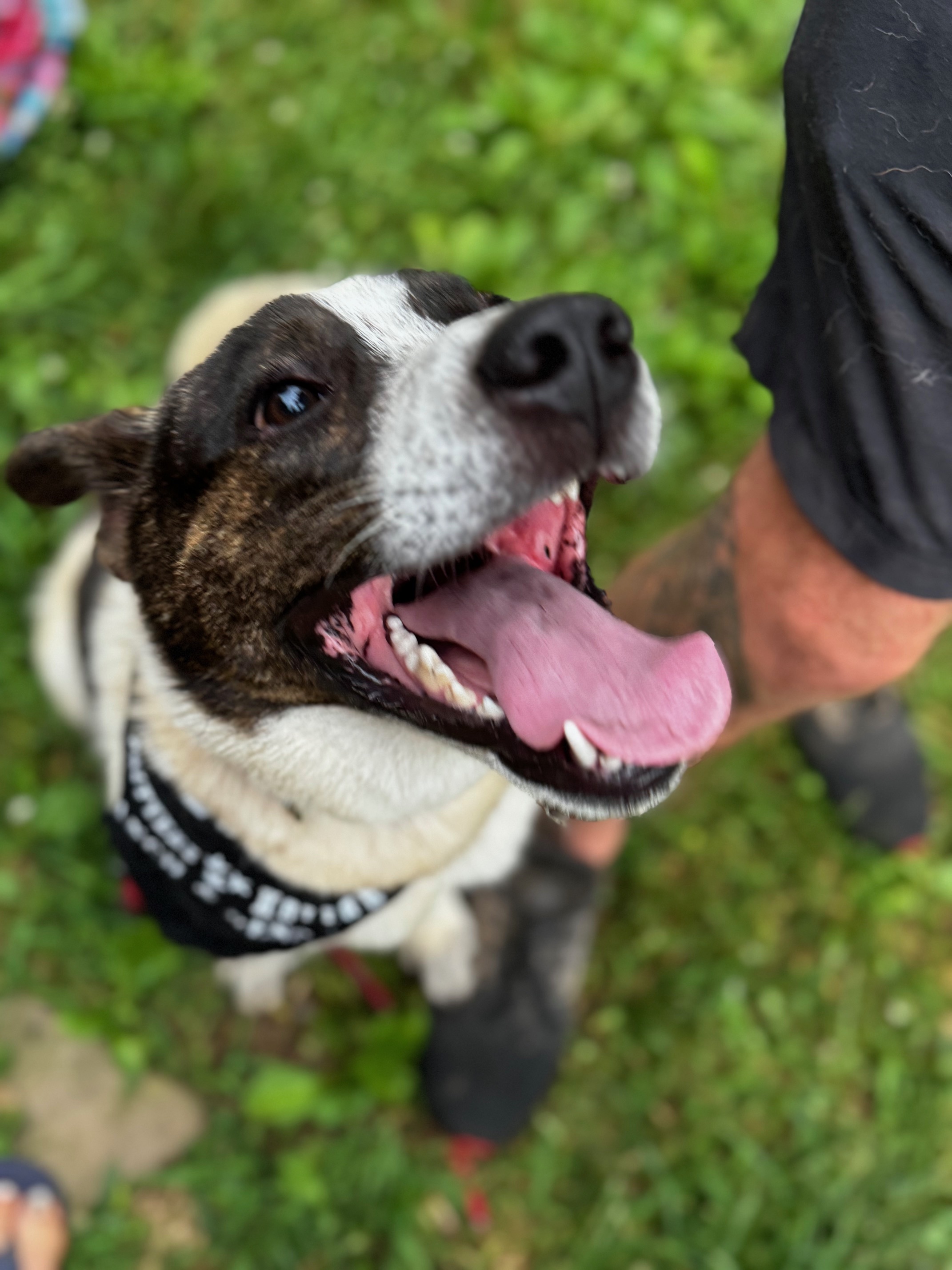 Quinn, a Adoptable mixed breed in Stewart, TN image 4/6