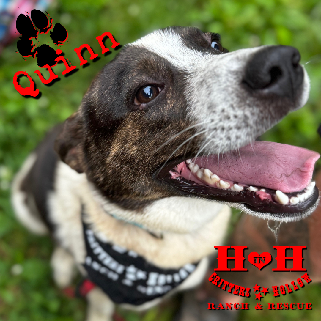 Quinn, a Adoptable mixed breed in Stewart, TN image 1/6