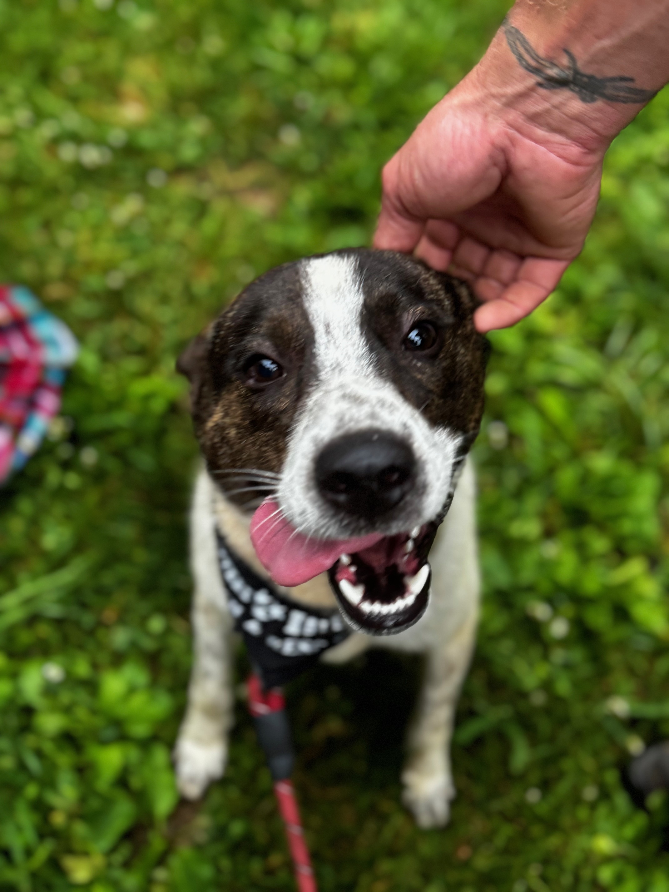Quinn, a Adoptable mixed breed in Stewart, TN image 5/6