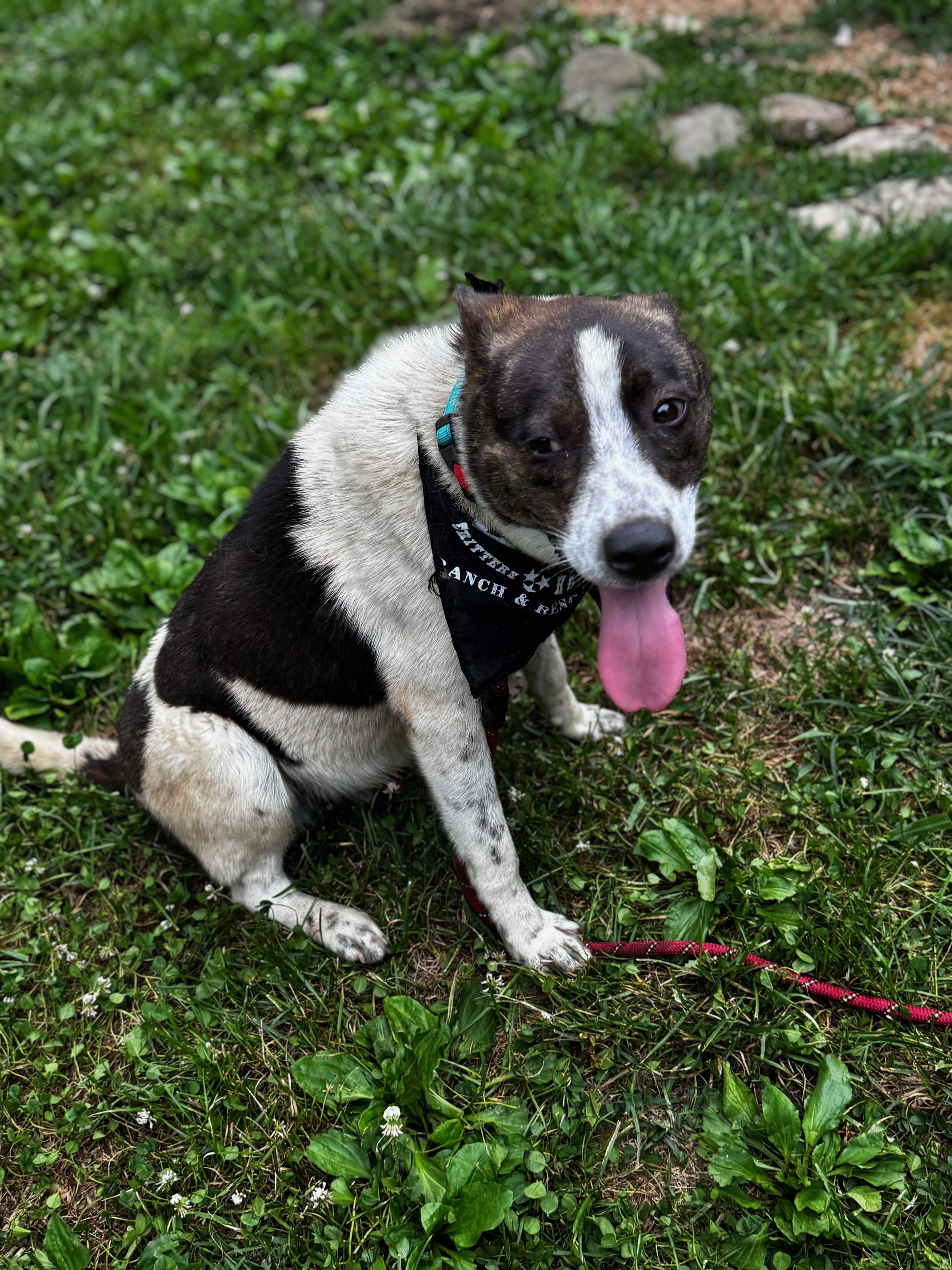 Quinn, a Adoptable mixed breed in Stewart, TN image 6/6