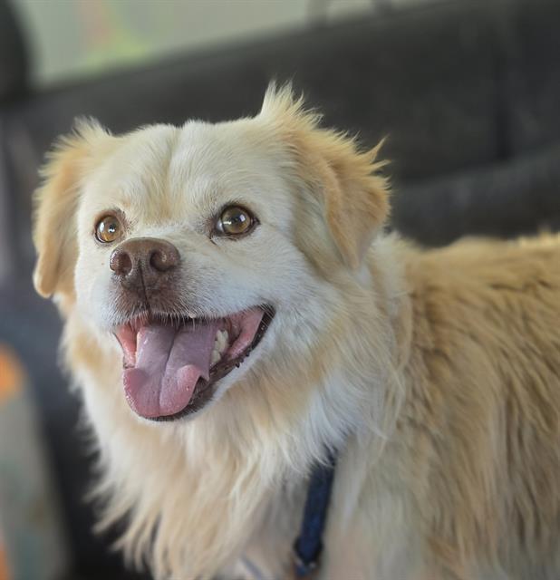 Odin, Adoptable, Adult Male Cardigan Welsh Corgi & Terrier.
