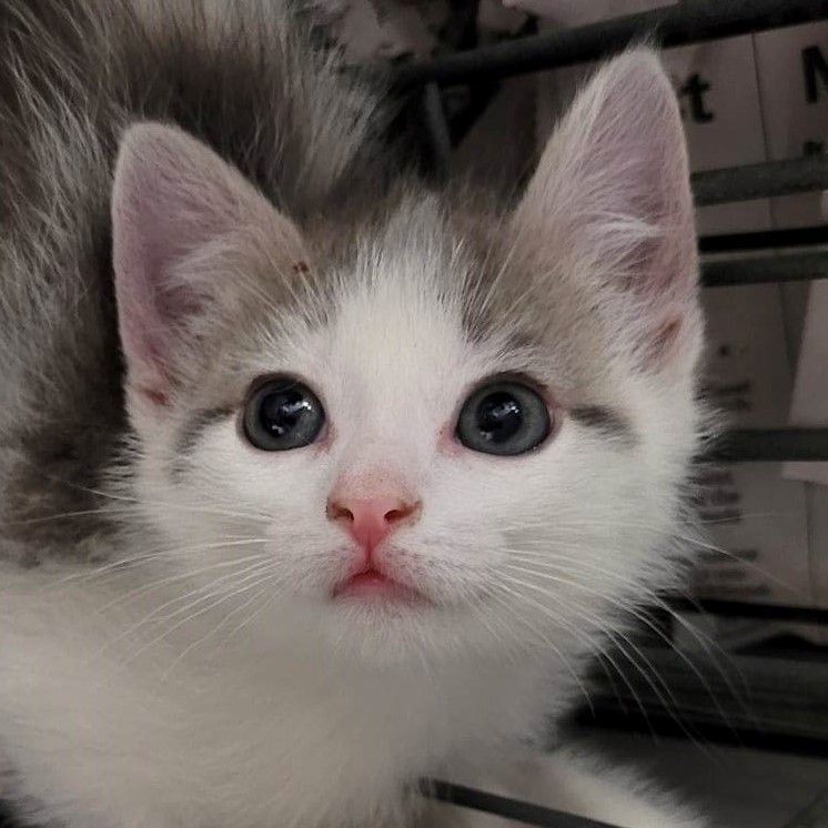 Carson — thumbnail 2