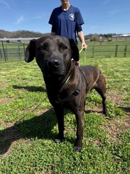 Enlarge Knox, a Adoptable mixed breed in Sevierville, TN image 1/3
