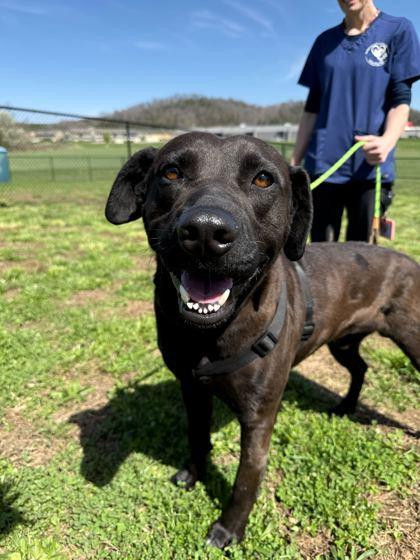 Enlarge Knox, a Adoptable mixed breed in Sevierville, TN image 2/3