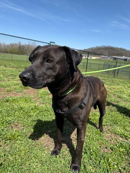 Enlarge Knox, a Adoptable mixed breed in Sevierville, TN image 3/3