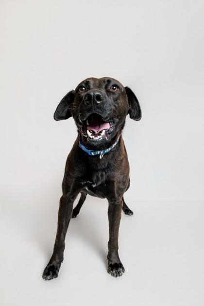 Enlarge Knox, a Adoptable mixed breed in Sevierville, TN image 2/3
