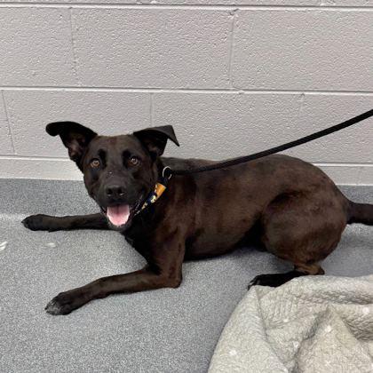 Enlarge Knox, a Adoptable mixed breed in Sevierville, TN image 3/3