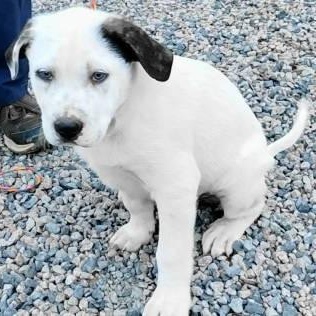 Enlarge Cole, an adopted mixed breed in Chelmsford, MA image 3/4