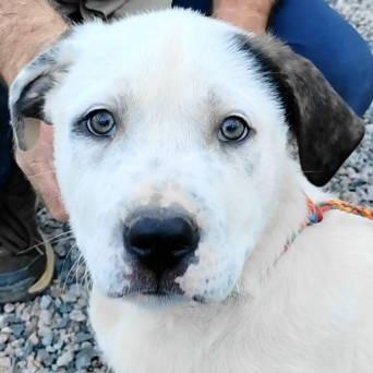 Enlarge Cole, an adopted mixed breed in Chelmsford, MA image 1/4