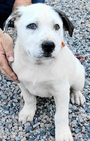 Enlarge Cole, an adopted mixed breed in Chelmsford, MA image 2/4