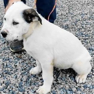 Enlarge Cole, an adopted mixed breed in Chelmsford, MA image 4/4