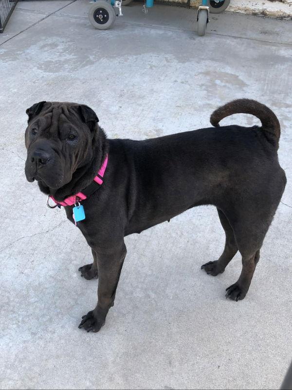 Rolls, Adoptable, Adult Female Shar-Pei.