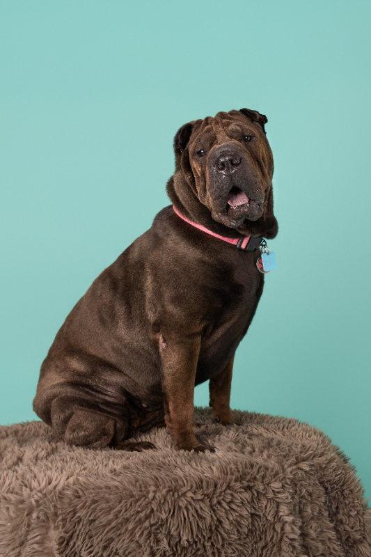 Rolls, Adoptable, Adult Female Shar-Pei.