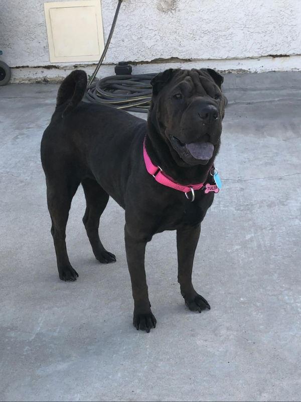Enlarge Rolls, a Adoptable Shar-Pei in Lake Forest, CA image 2/3