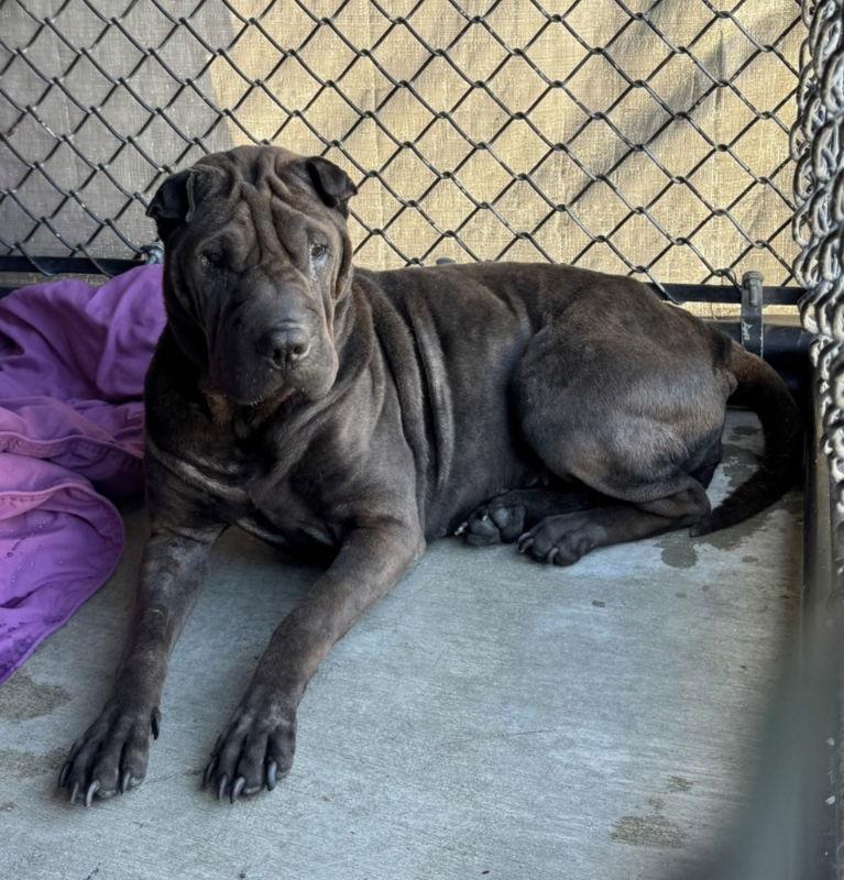 Rolls, Adoptable, Adult Female Shar-Pei.