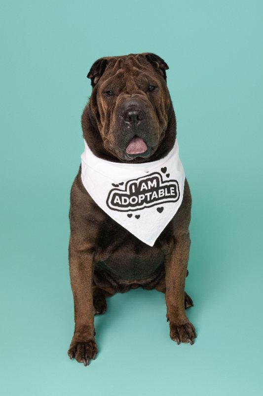Enlarge Rolls, a Adoptable Shar-Pei in Lake Forest, CA image 2/3