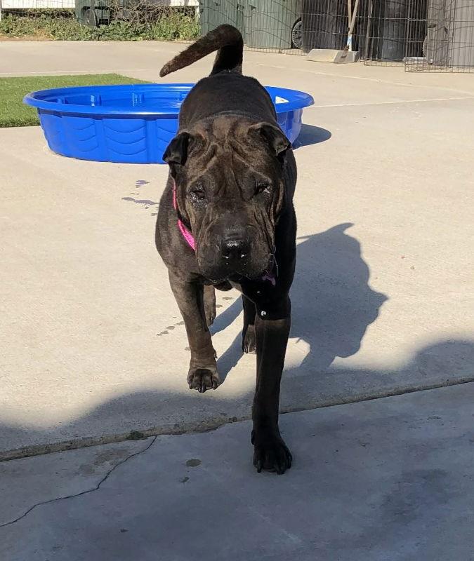 Enlarge Rolls, a Adoptable Shar-Pei in Lake Forest, CA image 3/3