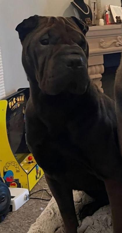 Rolls, a Adoptable Shar-Pei in Lake Forest, CA image 2/2