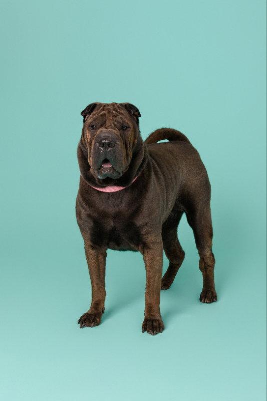 Enlarge Rolls, a Adoptable Shar-Pei in Lake Forest, CA image 3/3