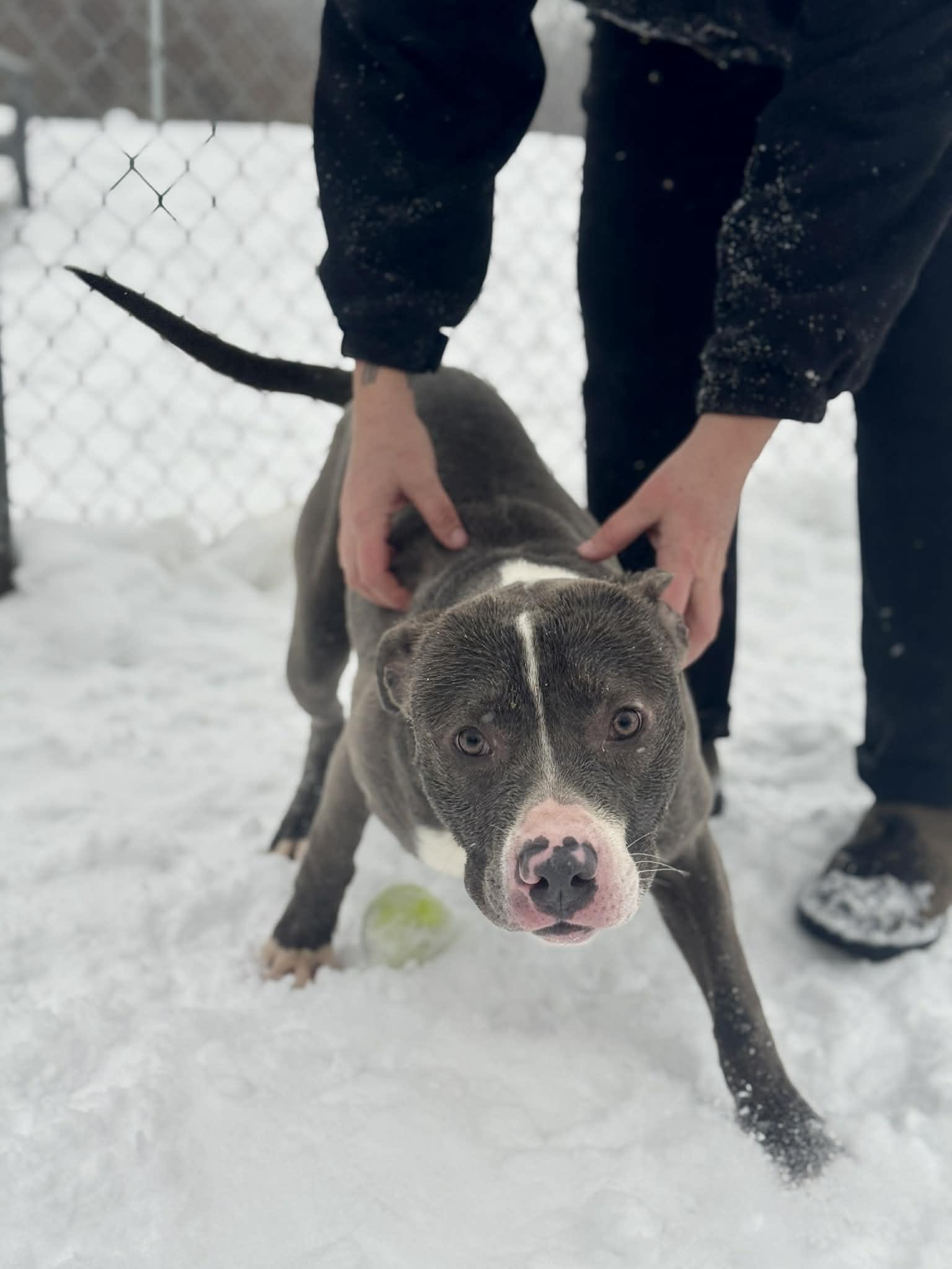 Enlarge Bridgerton, a ADOPTABLE Mixed Breed in Benton Harbor, MI image 2/4