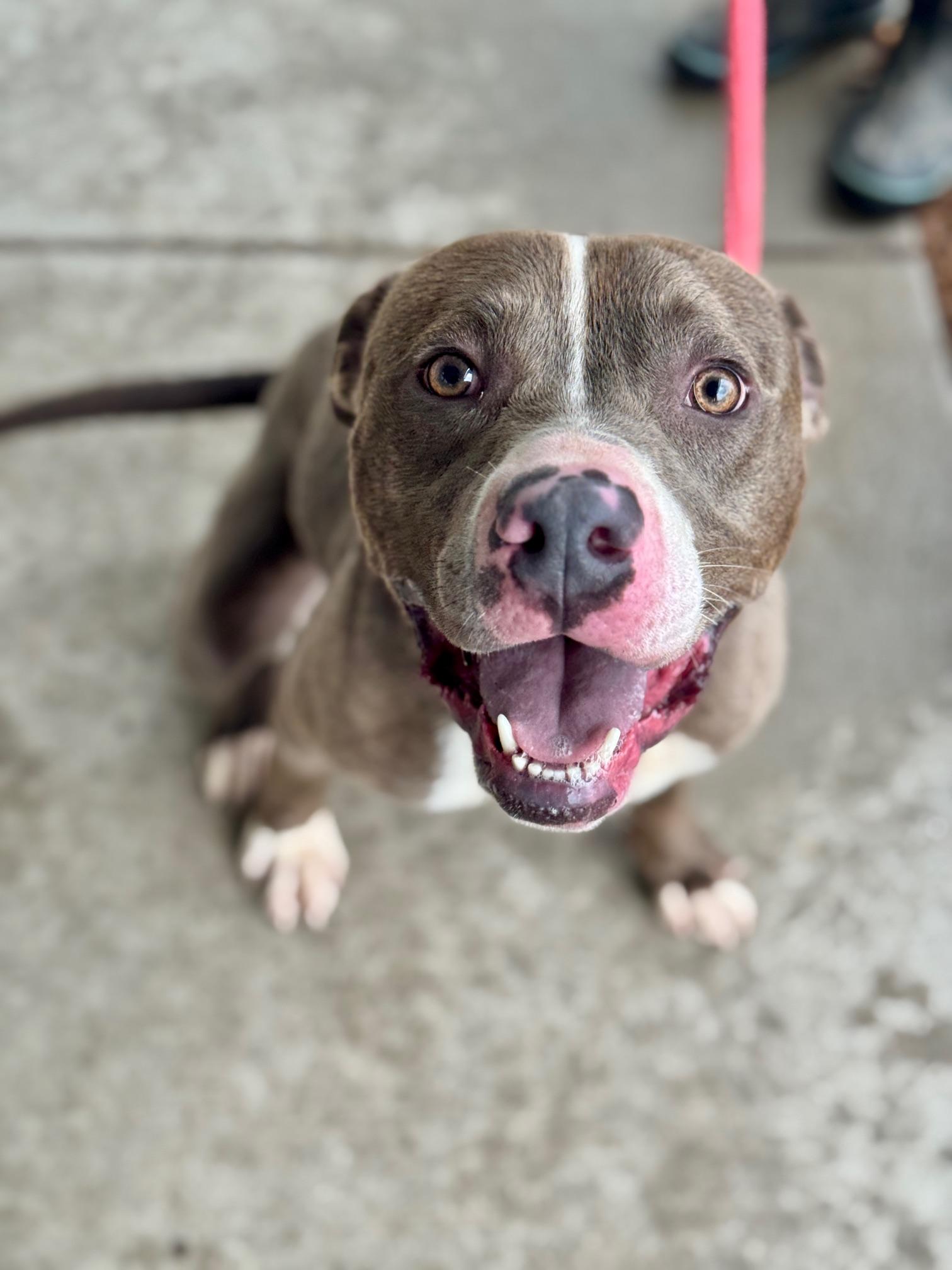 Bridgerton, a ADOPTABLE Mixed Breed in Benton Harbor, MI image 4/6