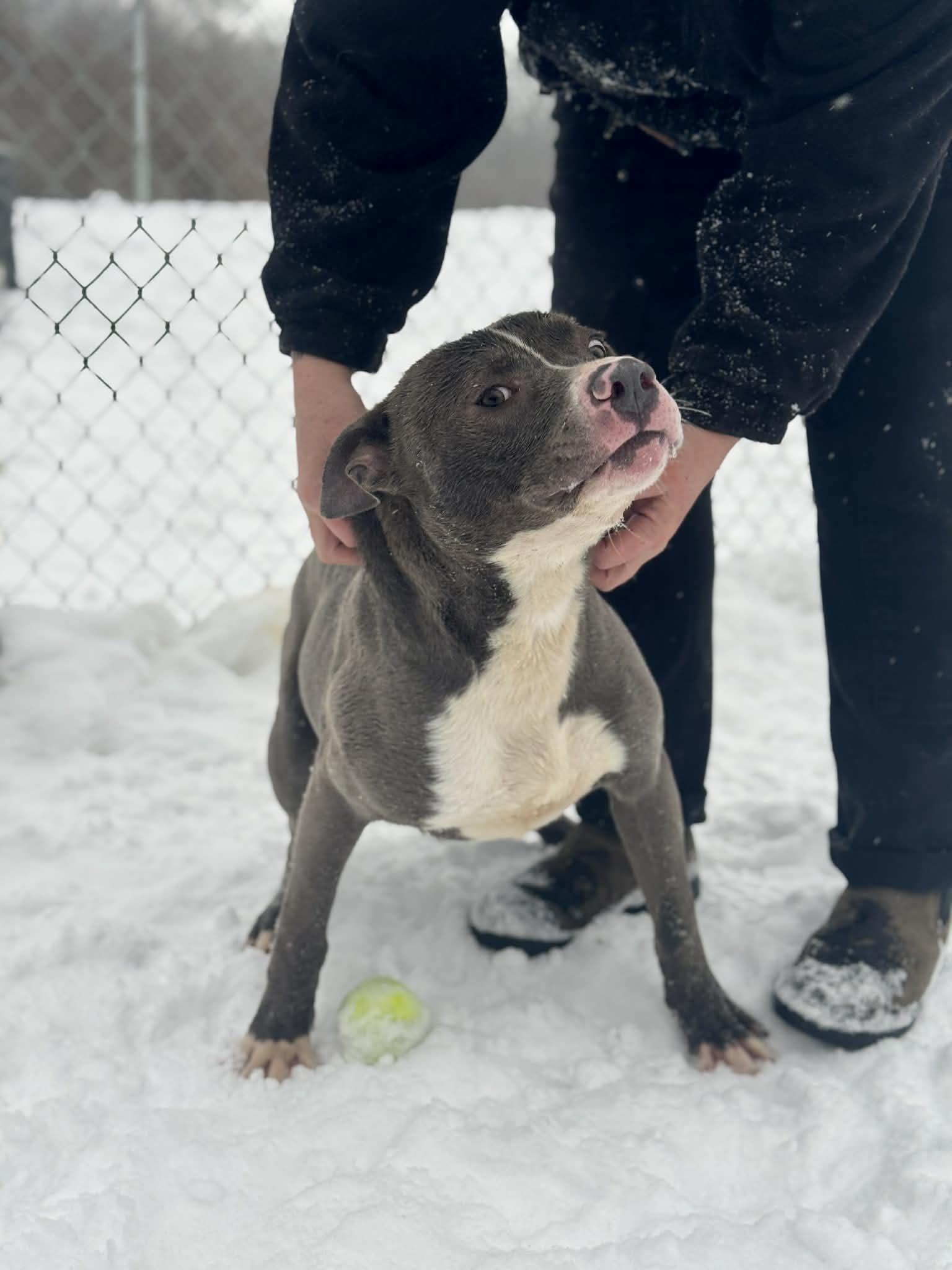 Enlarge Bridgerton, a ADOPTABLE Mixed Breed in Benton Harbor, MI image 3/4