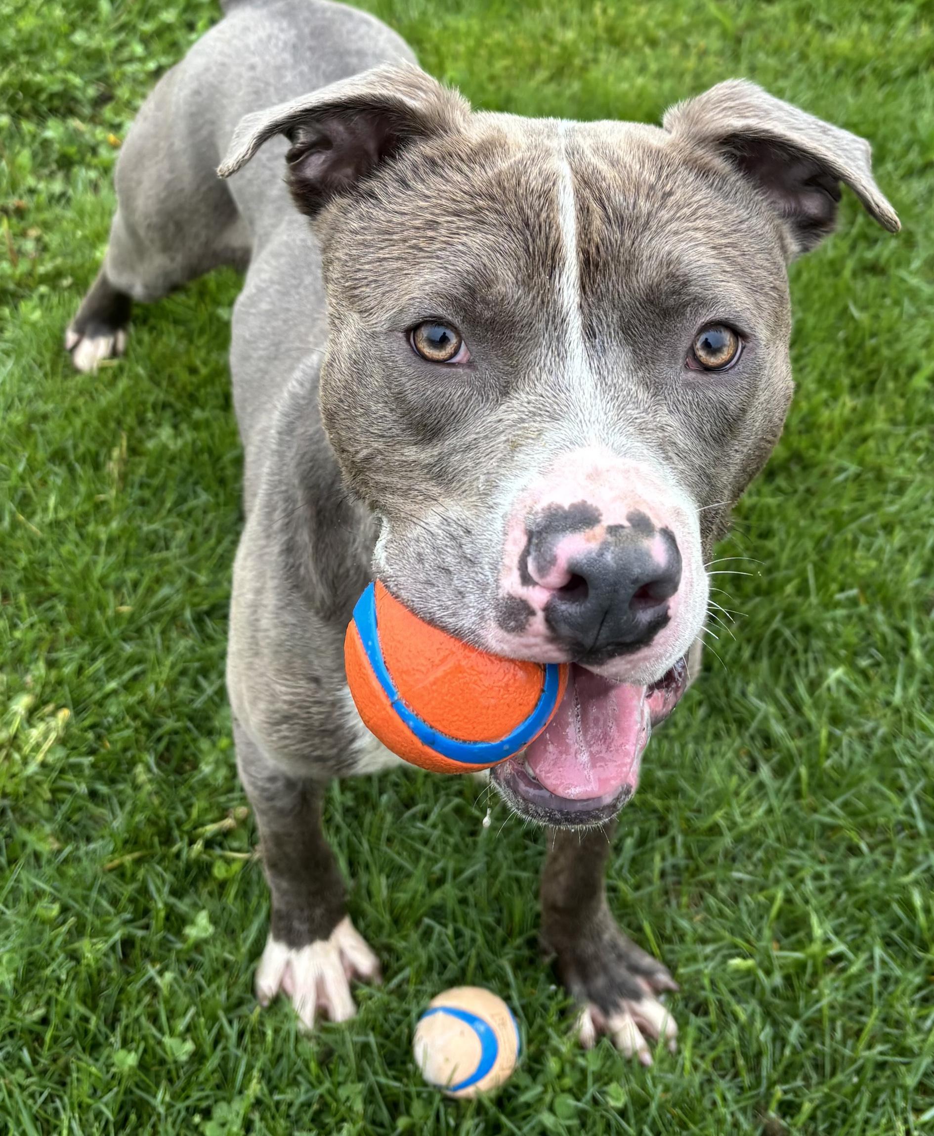 Enlarge Bridgerton, a ADOPTABLE Mixed Breed in Benton Harbor, MI image 2/6