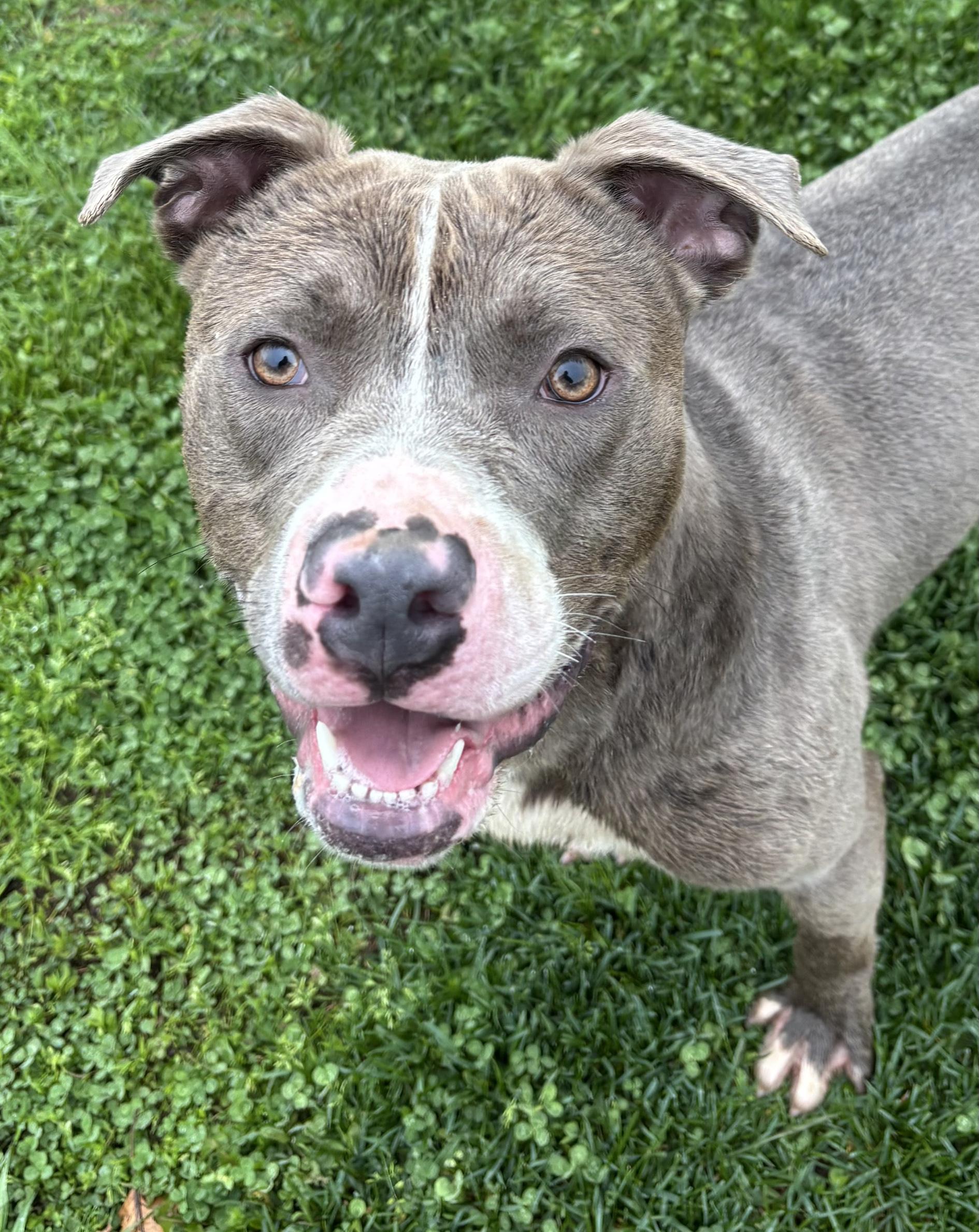 Enlarge Bridgerton, a ADOPTABLE Mixed Breed in Benton Harbor, MI image 3/6
