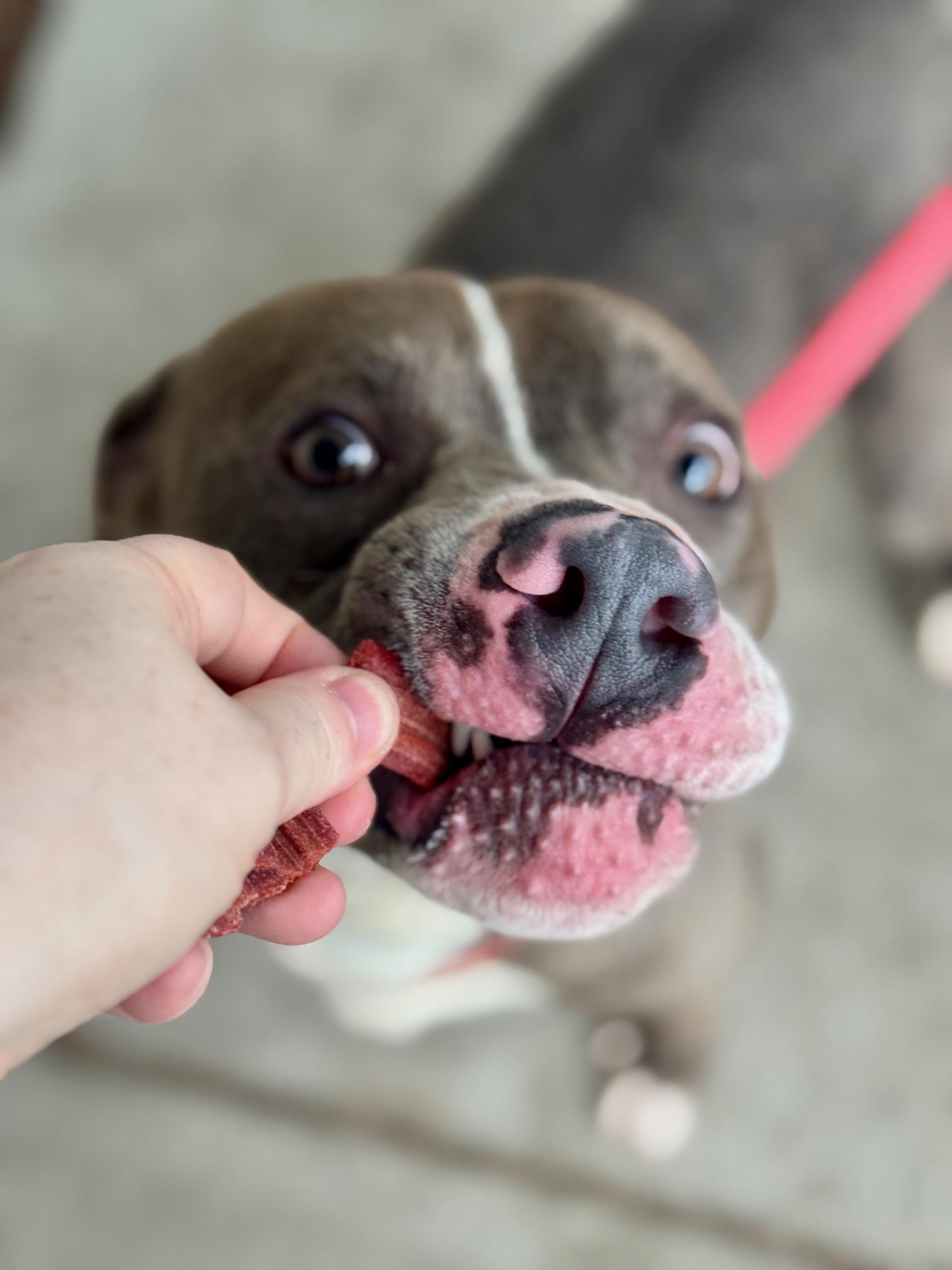 Bridgerton, a ADOPTABLE Mixed Breed in Benton Harbor, MI image 5/6