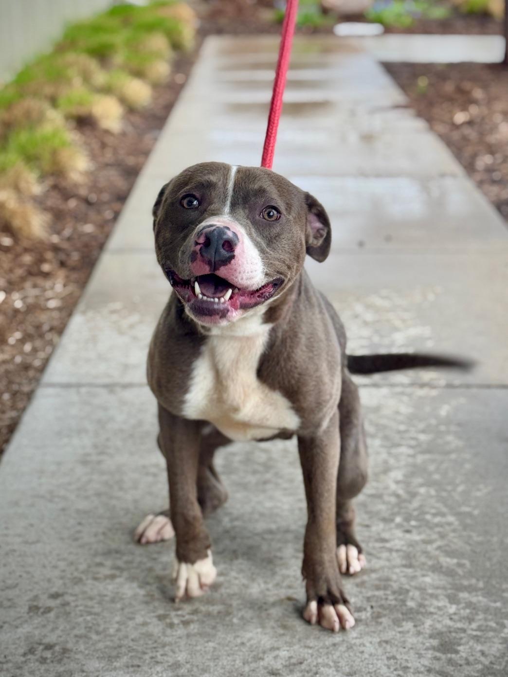 Bridgerton, ADOPTABLE, Adult Male Mixed Breed.