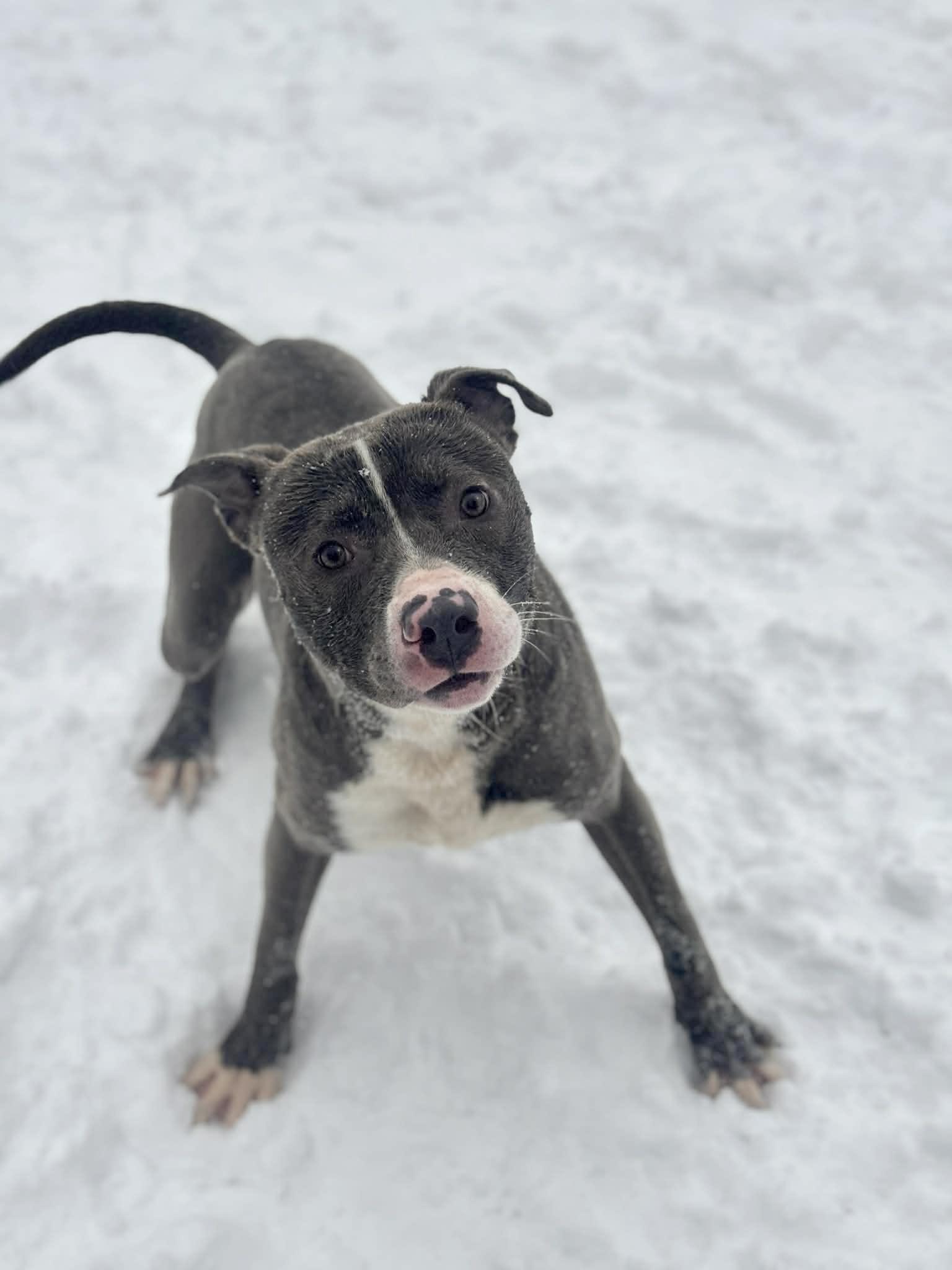 Bridgerton, ADOPTABLE, Adult Male Mixed Breed.