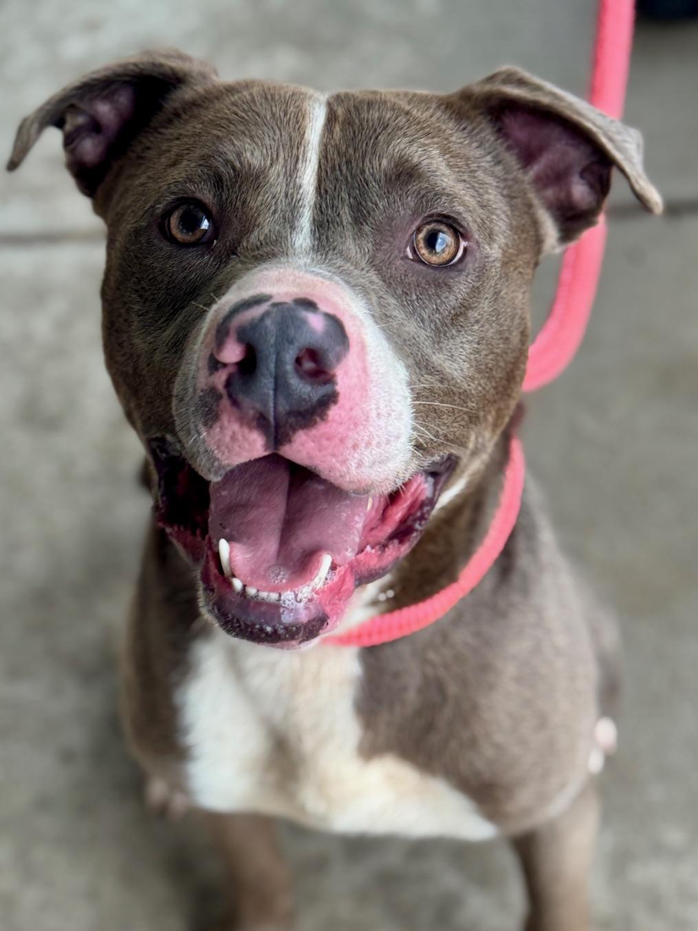 Bridgerton, a ADOPTABLE Mixed Breed in Benton Harbor, MI image 2/6