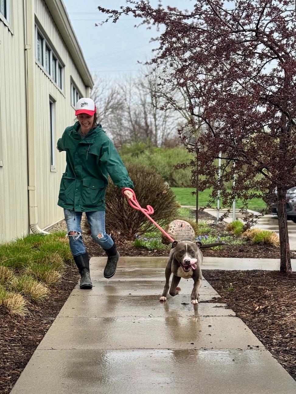 Bridgerton, a ADOPTABLE Mixed Breed in Benton Harbor, MI image 6/6