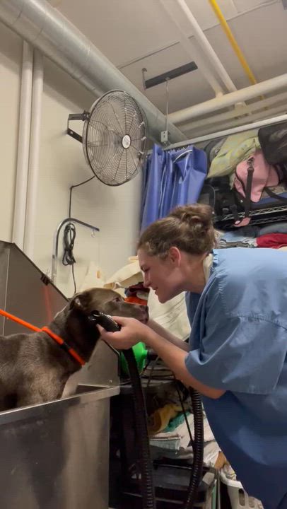 Enlarge Bridgerton, a ADOPTABLE Mixed Breed in Benton Harbor, MI video 2/6