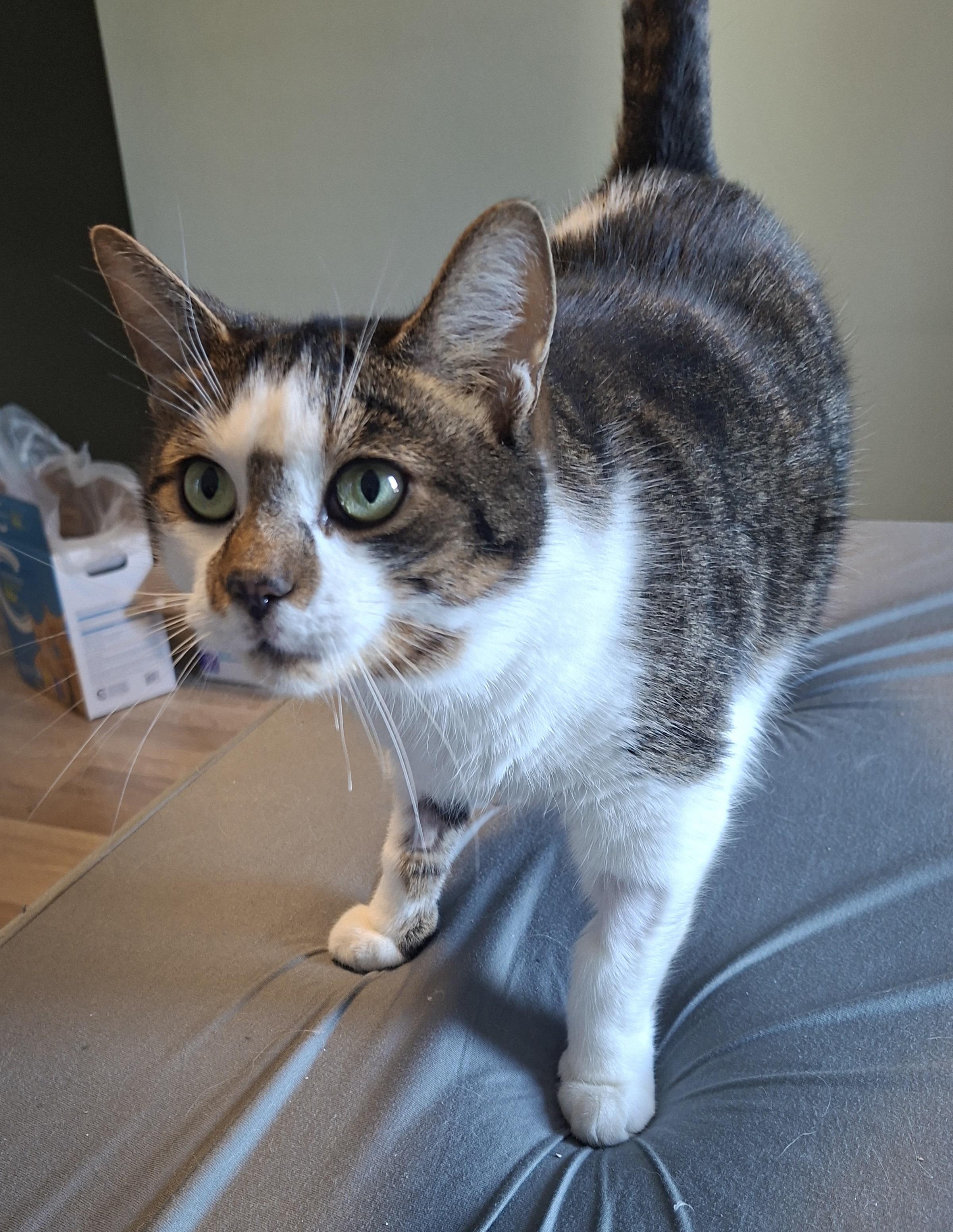Enlarge Ti-GARS (FA/FF), a ADOPTABLE Domestic Short Hair in Sainte-Angele-de-Monnoir, QC image 1/2